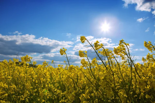 Campo de violación de floración amarilla y cielo azul con sol . — Foto de Stock