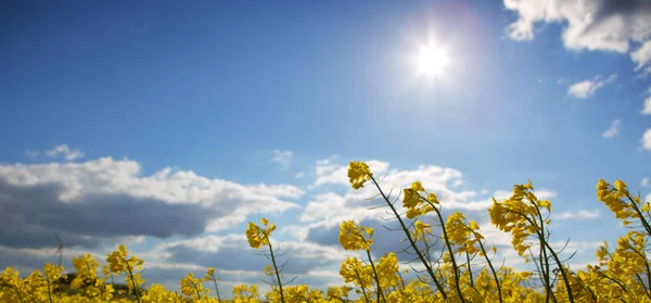 Campo de violación de floración amarilla y cielo azul con sol . — Foto de Stock