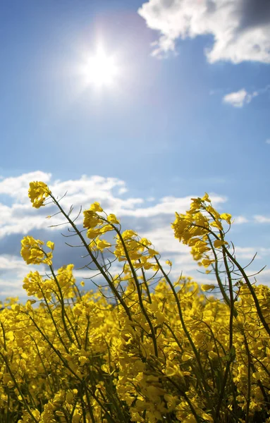 Campo de violación amarillo brillan bajo el sol . — Foto de Stock