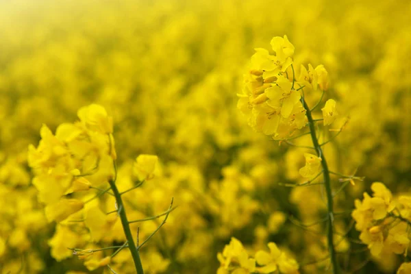 黄色いぼかしの背景に孤立した菜の花. — ストック写真