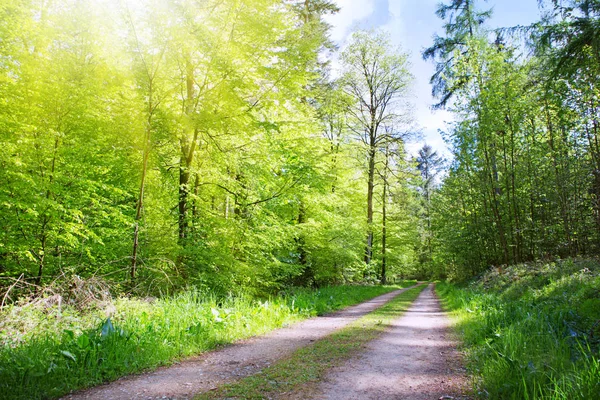 La luz del sol en el verde bosque de primavera en Alemania. — Foto de Stock