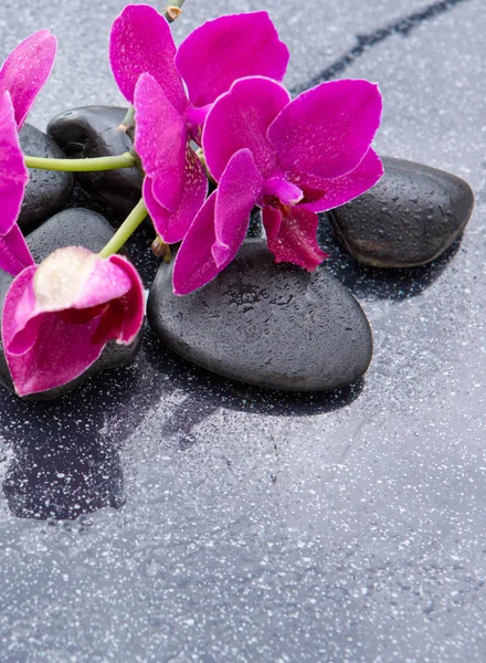 Orquídeas Pnk e pedras pretas fechar . — Fotografia de Stock