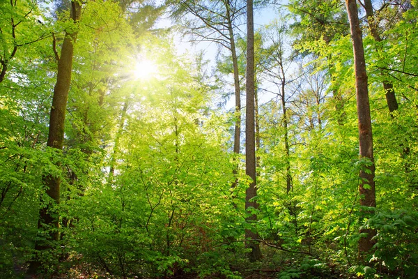 La lumière du soleil dans la forêt verte d'été en Allemagne . — Photo