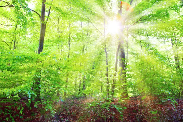 Sonnenlicht im grünen Frühlingswald in Deutschland. — Stockfoto