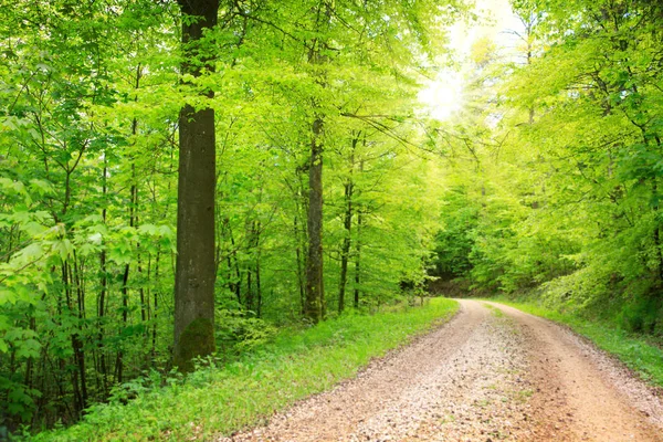 Carretera forestal atravesando los árboles en un soleado día de verano . — Foto de Stock