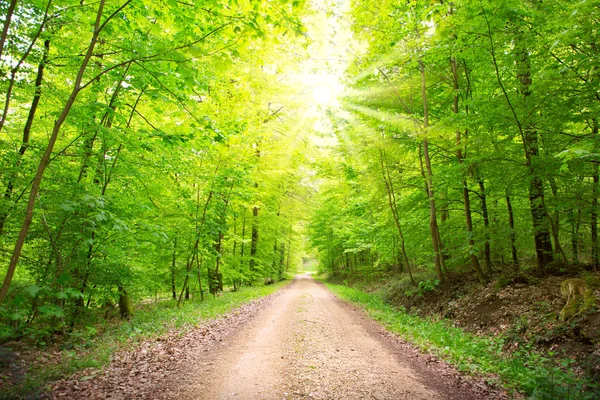 Carretera forestal atravesando los árboles en un soleado día de verano . — Foto de Stock