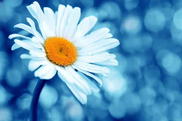 Flor de manzanilla con gotas de agua sobre el fondo azul . — Foto de Stock