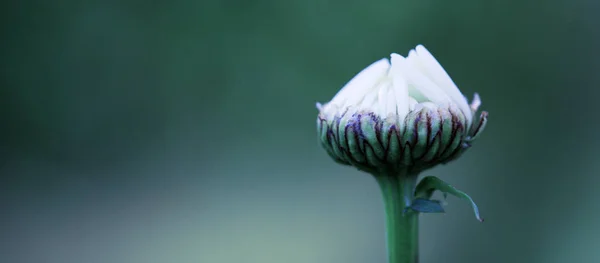 Makroaufnahme der Gänseblümchen-Knospe isoliert auf grünem Hintergrund. — Stockfoto