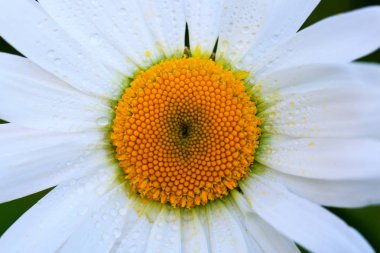 Gün batımında beyaz papatya çiçeği Macro shot 'ı.