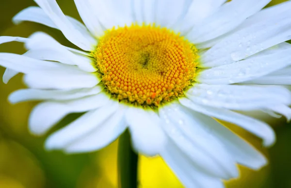 Kamille bloem met druppels water op de groene achtergrond. — Stockfoto