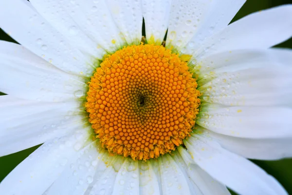 Macro Shot van witte madeliefje bloem bij zonsondergang licht. — Stockfoto