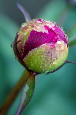 Kırmızı şakayık üzerindeki makro fotoğraf yeşil arkaplanda izole edildi.