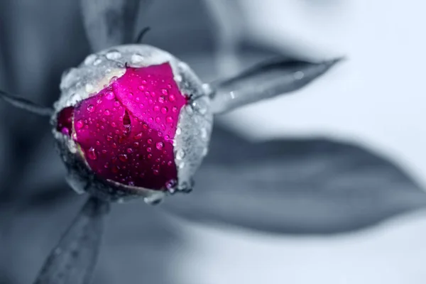 Macro foto sobre peonía roja aislada sobre fondo gris . — Foto de Stock