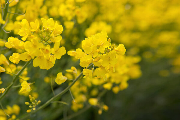 Rape flowers isolated on a yellow blur background.