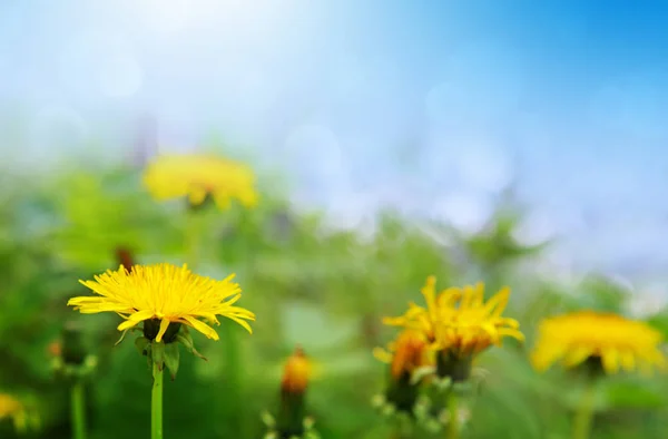 Amarelo florescendo dentes-de-leão em um gramado verde. — Fotografia de Stock