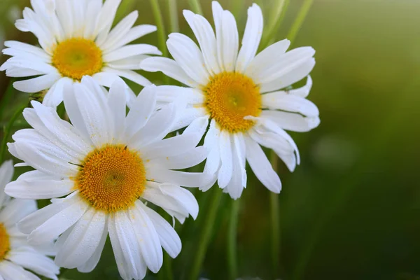 Makro Skott av vita tusensköna blommor i solnedgången ljus. — Stockfoto