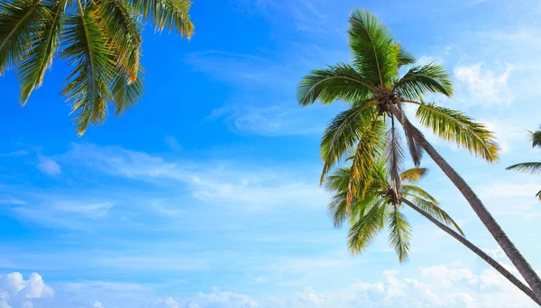 Kokosnoot palmbomen op blauwe lucht met witte wolken. — Stockfoto