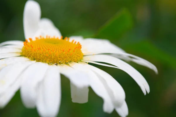 Makro Skott av vit tusensköna blomma i solljus. — Stockfoto