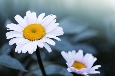 Yeşil arka planda izole edilmiş beyaz papatya çiçekleri..