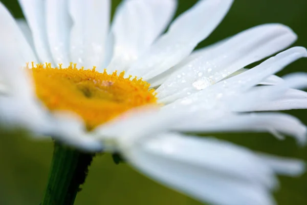 Makro skott av vit Daisy blomma isolerad på grön bakgrund. — Stockfoto