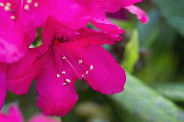 Röda Azaleor blommor i trädgården.Vår bakgrund. — Stockfoto