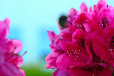 Bahçede kırmızı aczaleas çiçekleri. Arka plan..