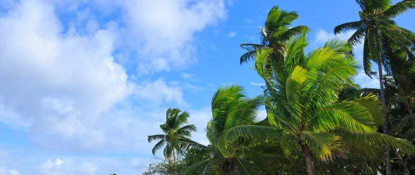 Nubes cielo con palmeras de coco. Fondo de viaje . — Foto de Stock