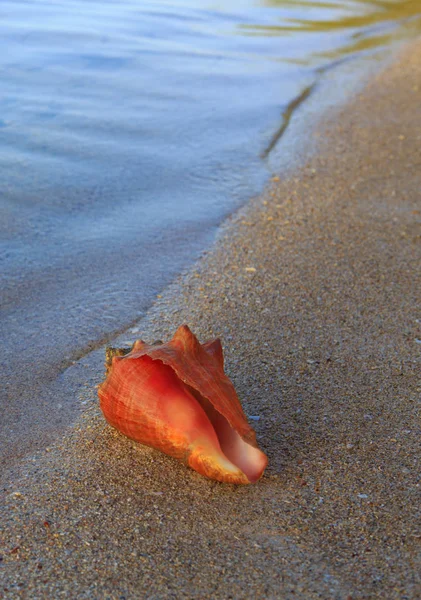 热带海滩上的海贝壳。夏天海风景. — 图库照片