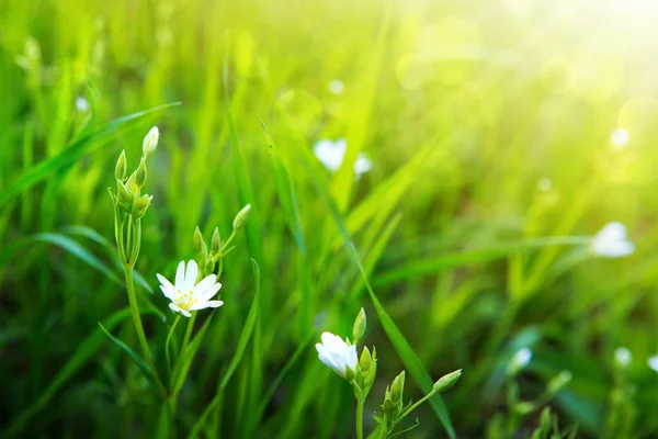 Leuchtend lebendiges grünes Gras auf dem Feld und Blumen unter Sonnenstrahlen. — Stockfoto