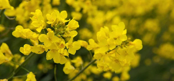 Flores de colza aisladas sobre un fondo borroso amarillo . — Foto de Stock