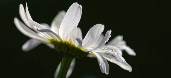 Macro Shot of white daisy flower isolated on black background. — Stock Photo, Image