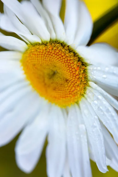 Makro Skott av vit tusensköna blomma i solnedgången ljus. — Stockfoto