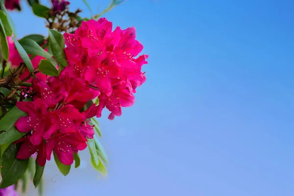 Червоні азалії квіти ізольовані на синьому тлі неба. — стокове фото