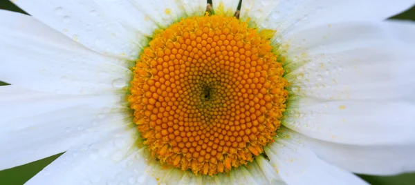 Makro Shot bílé sedmikrásky květ v západu slunce. — Stock fotografie