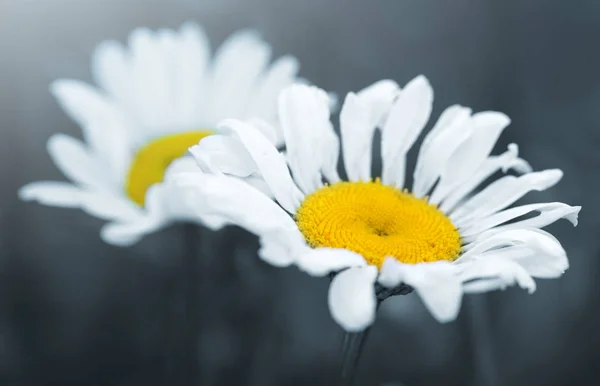 Macro shot van witte Daisy bloemen geïsoleerd op grijze achtergrond. — Stockfoto