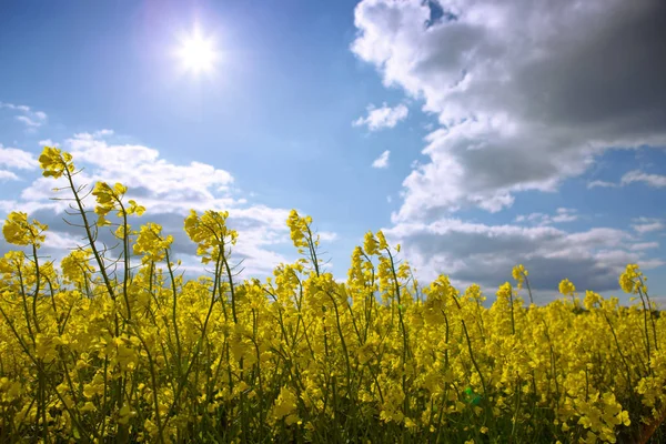 Campo de violación de floración amarilla y cielo azul con sol . — Foto de Stock