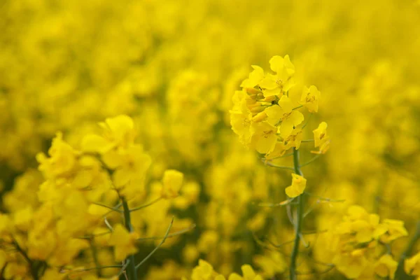 Flores de colza aisladas sobre un fondo borroso amarillo . — Foto de Stock