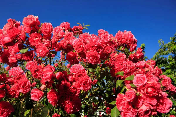 Růžové horolezecké růže na modré Slunečné obloze. Letní pozadí. — Stock fotografie