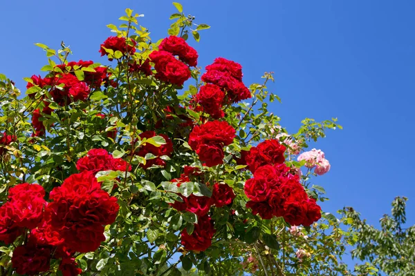红色攀岩玫瑰桑塔纳在蓝色阳光明媚的天空。夏季背景. — 图库照片