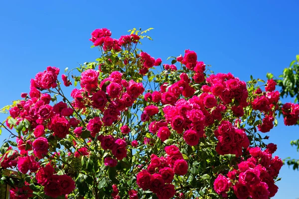 Рожеві альпіністські троянди на блакитному сонячному небі. Літній фон . — стокове фото