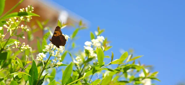 美丽的蝴蝶在白花上觅食。宏观蝴蝶对蓝天. — 图库照片