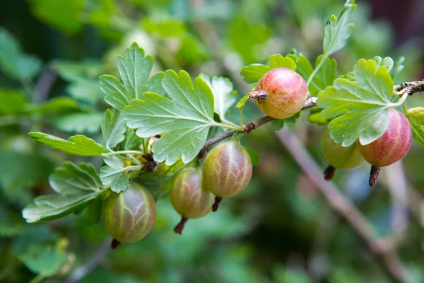 Närbild av ekologisk krusbärsbär hänger på en gren. — Stockfoto