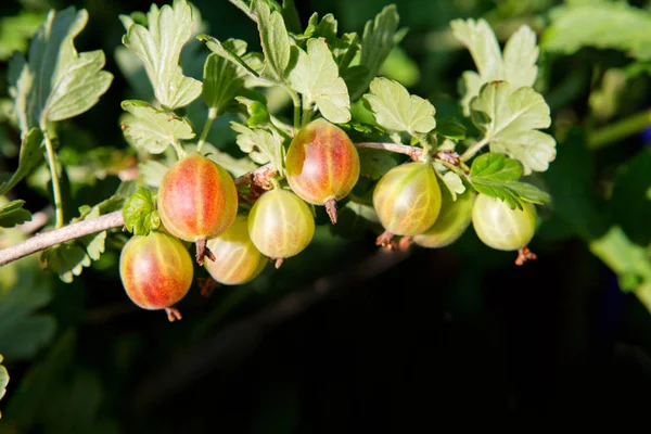 Närbild av ekologisk krusbärsbär hänger på en gren. — Stockfoto