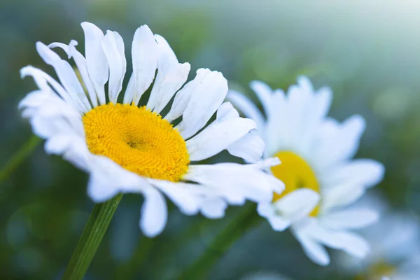 Makro Skott av vita tusensköna blommor i solnedgången ljus. — Stockfoto