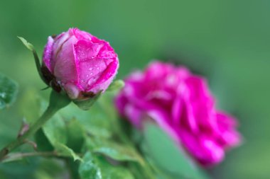 Bulanıklık yeşil arka plan izole güzel pembe gül yakın.