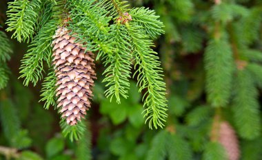 Büyük köknar kozalaklı Noel ağacı dallarının arka planı.