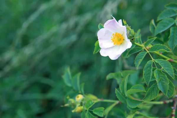 Zbliżenie pięknej dzikiej róży izolowane na rozmycie zielone tło. — Zdjęcie stockowe