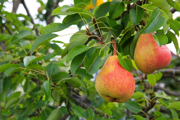 Peras cultivares orgánicas maduras en el jardín de verano. — Foto de Stock