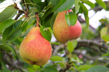 Ripe organic cultivar pears in the summer garden. clipart