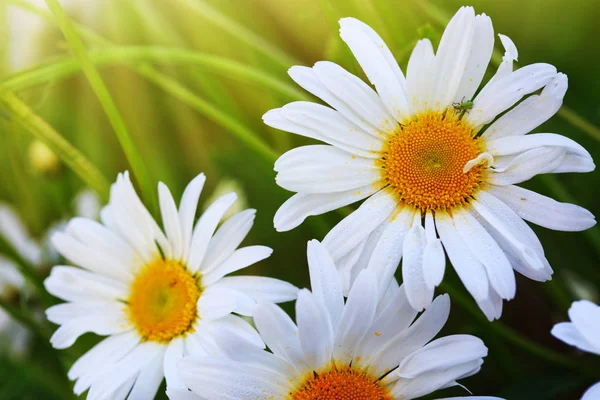 Makroaufnahme weißer Gänseblümchen-Blüten im Sonnenuntergang. — Stockfoto